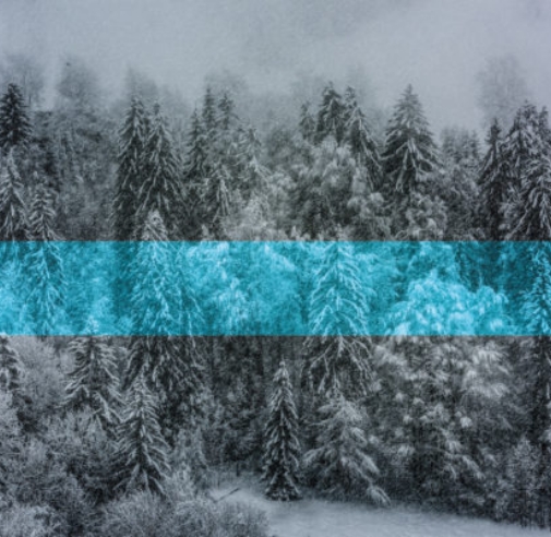 Snowy mountain pine tree under a contrasting blue band