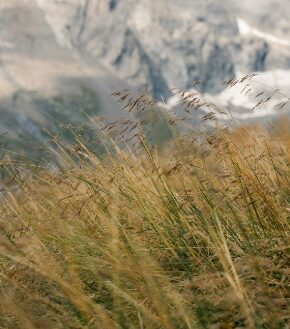 Brins d'herbe sauvage et fleurs sauvages devant des sommets alpins lointains