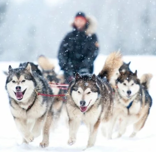 Chiens de traîneau de type husky courant de front dans la neige