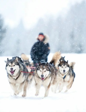 Chiens de traîneau de type husky courant de front dans la neige en plein hiver