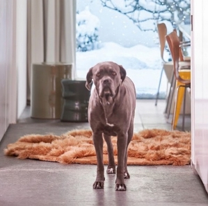 Chien dans un salon avec tapis manh 4 norki