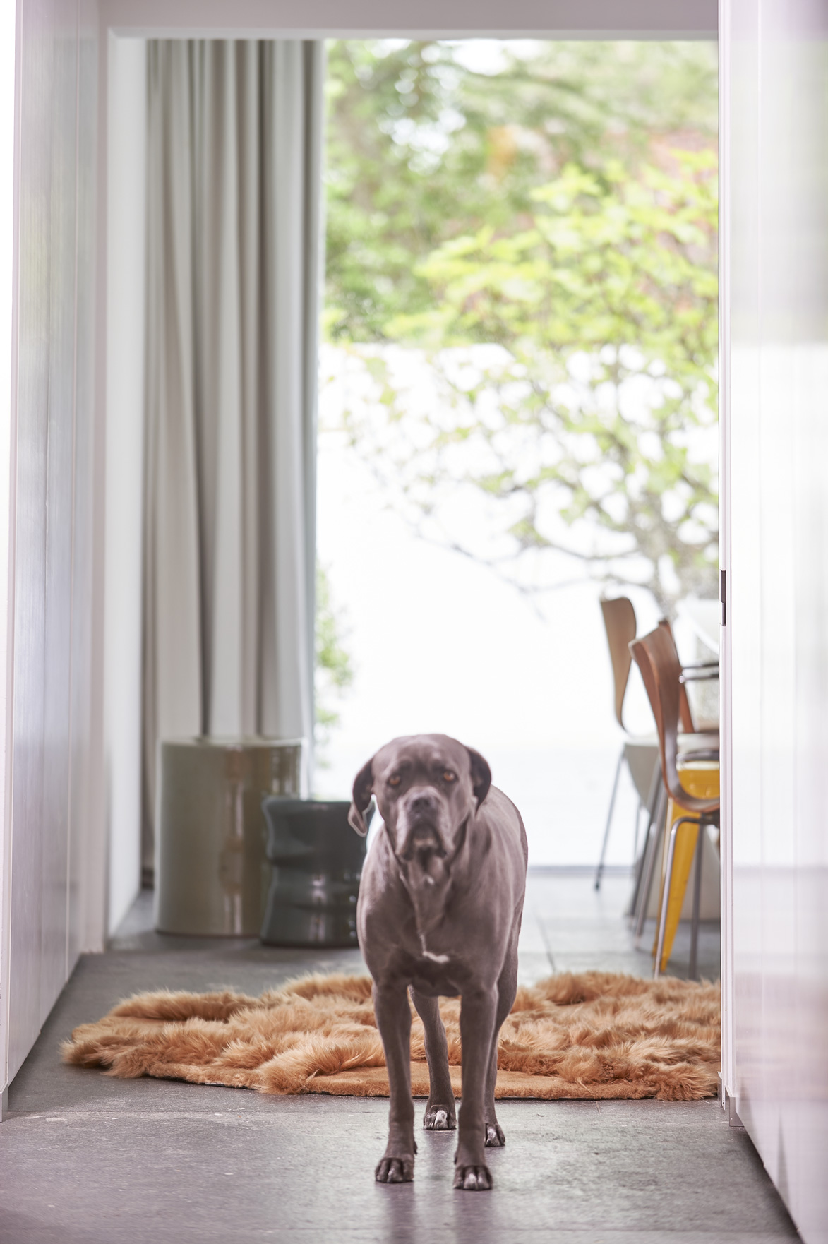 Luxurious Norki interior with dog on Mahn 4 rug