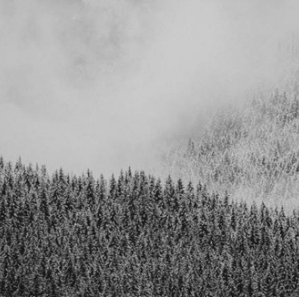 Paysage de sapin sous la neige et la brume