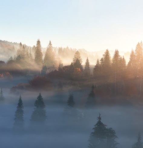 Morning mountain and forest landscape evoking the chalet's serenity